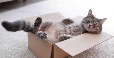 bigbox