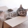 bigbox